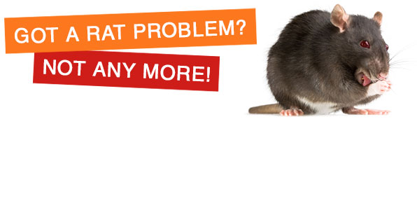 Rats Control Services
